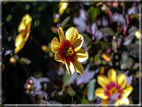 foto Giardini Trauttmansdorff - Paesaggi dell'Alto Adige